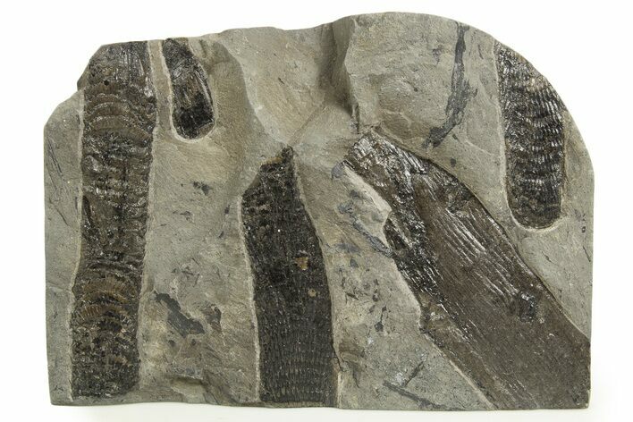 Carboniferous Fossil Flora Plate - France #338435